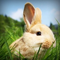 /album/berti-color/photolia-a03-jpg/